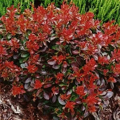 Барбарис КАРМЕН тунберга  Барбарис КАРМЕН тунберга в Владимире