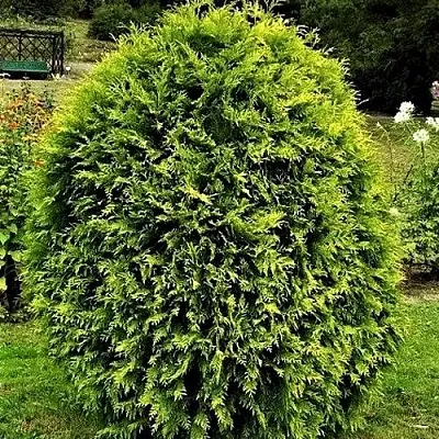 Туя ТИП ТОП западная  Туя ТИП ТОП западная в Владимире