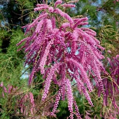 Тамарикс ПИНК КАСКАД  Тамарикс ПИНК КАСКАД в Владимире