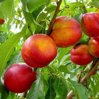 Нектарин ХАРБЛЕЙЗ  Нектарин ХАРБЛЕЙЗ в Владимире