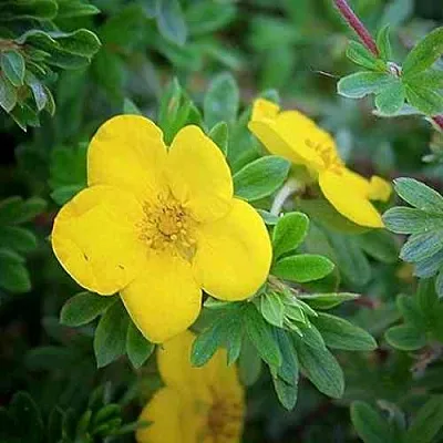Лапчатка ГОЛДСТАР кустарниковая  Лапчатка ГОЛДСТАР кустарниковая в Владимире