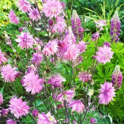 Аквилегия БАРЛОУ ПИНК гибрид МакКаны — описание сорта Аквилегия БАРЛОУ ПИНК гибрид МакКаны в Владимире