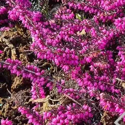 ЭРИКА "АЛЬПИЙСКИЙ ВЕРЕСК" (зимующая) сорт АТРОРУБРА  ЭРИКА "АЛЬПИЙСКИЙ ВЕРЕСК" (зимующая) сорт АТРОРУБРА в Владимире