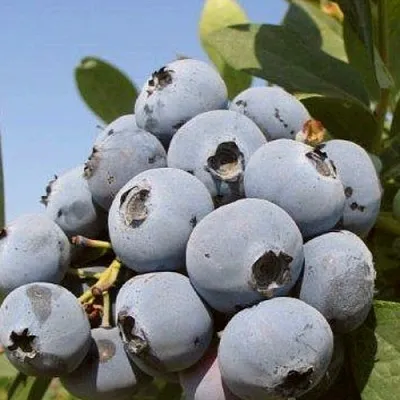 Голубика ЦУКЕР ТРАУБЕ в Владимире