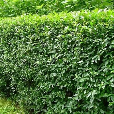 Бирючина обыкновенная  Бирючина обыкновенная в Владимире