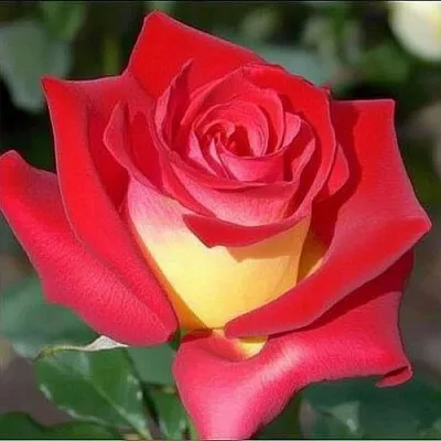 Саженцы роз ФРЕНДШИП чайно-гибридная  Саженцы роз ФРЕНДШИП чайно-гибридная в Владимире