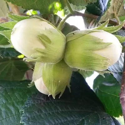 Фундук ЮННАТ  Фундук ЮННАТ в Владимире