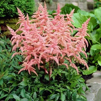 Астильба БРЕССИНГЕМ БЬЮТИ Арендса  Астильба БРЕССИНГЕМ БЬЮТИ Арендса в Владимире