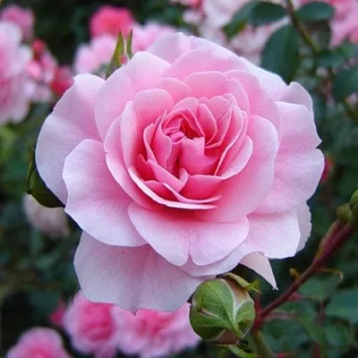 Саженцы роз БОНИКА флорибунда  Саженцы роз БОНИКА флорибунда в Владимире