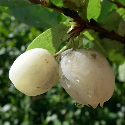 Голубика СНЕГУРОЧКА в Владимире