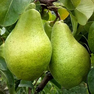 Груша НОЯБРЬСКАЯ ЗИМНЯЯ  Груша НОЯБРЬСКАЯ ЗИМНЯЯ в Владимире