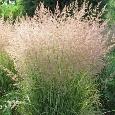 Вейник ОВЕРДАМ остроцветковый  Вейник ОВЕРДАМ остроцветковый в Владимире