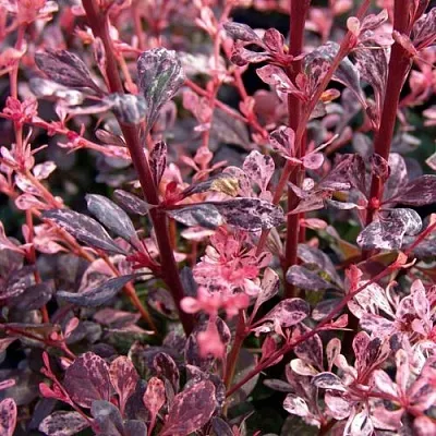 Барбарис АРЛЕКИН тунберга  Барбарис АРЛЕКИН тунберга в Владимире