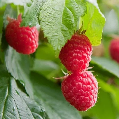 Малина МАРАВИЛЛА  Малина МАРАВИЛЛА в Владимире