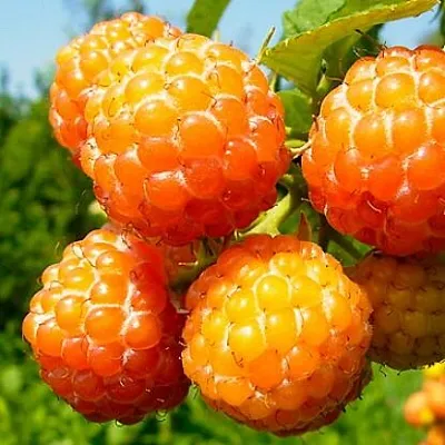 Жёлтая  Жёлтая в Владимире