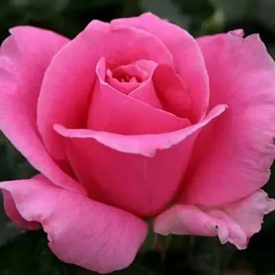 Саженцы роз ЭЙФЕЛЕВА БАШНЯ чайно-гибридная  Саженцы роз ЭЙФЕЛЕВА БАШНЯ чайно-гибридная в Владимире