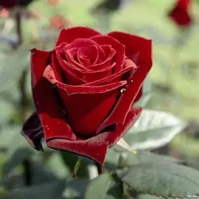 Саженцы роз ТАБУ чайно-гибридная  Саженцы роз ТАБУ чайно-гибридная в Владимире