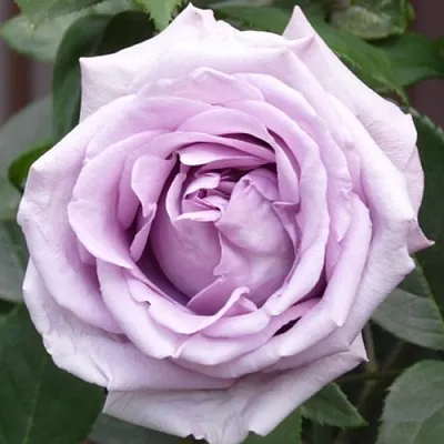 Саженцы роз ИНДИГОЛЕТТА плетистая  Саженцы роз ИНДИГОЛЕТТА плетистая в Владимире