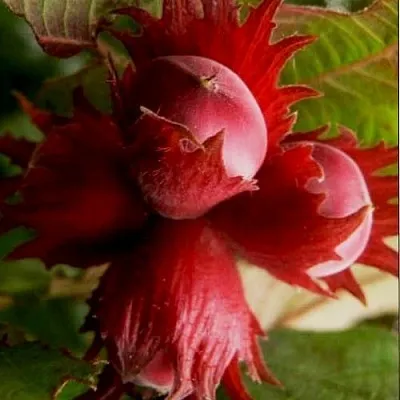 Фундук БАГРЯНЕЦ  Фундук БАГРЯНЕЦ в Владимире