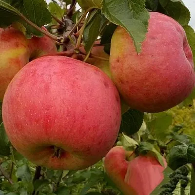 Яблоня БОЛОТОВСКОЕ  Яблоня БОЛОТОВСКОЕ в Владимире