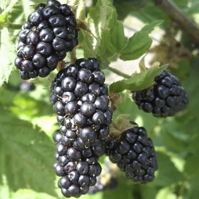 Ежемалина МАРИОН  Ежемалина МАРИОН в Владимире