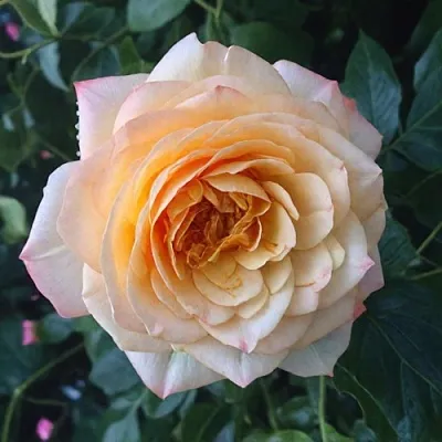 Саженцы роз АБЕЙ ДЕ СЕНТ-АМАН шраб  Саженцы роз АБЕЙ ДЕ СЕНТ-АМАН шраб в Владимире