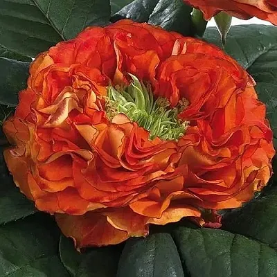 Саженцы роз ФЛЕШ АЙ чайно-гибридная  Саженцы роз ФЛЕШ АЙ чайно-гибридная в Владимире