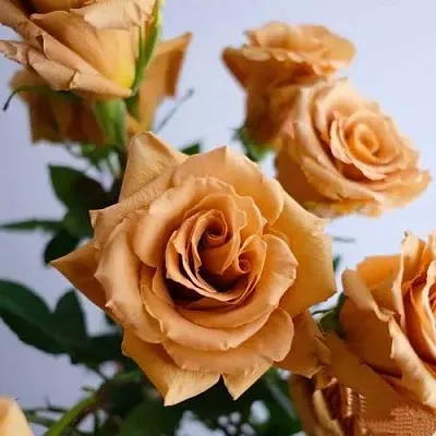 Саженцы роз ТОФФИ чайно-гибридная  Саженцы роз ТОФФИ чайно-гибридная в Владимире