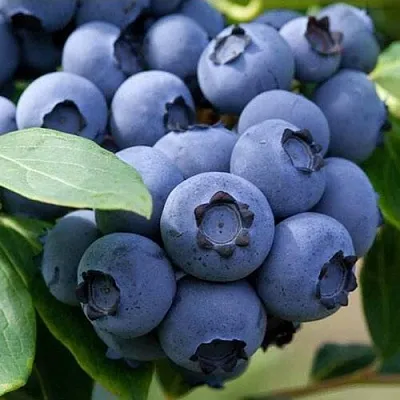 Голубика СПАРТАН в Владимире