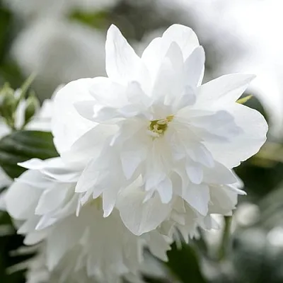 Жасмин МИНЕСОТА СНОУФЛЕЙК в Владимире