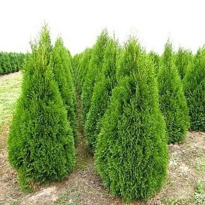 Туя СМАРАГД западная  Туя СМАРАГД западная в Владимире