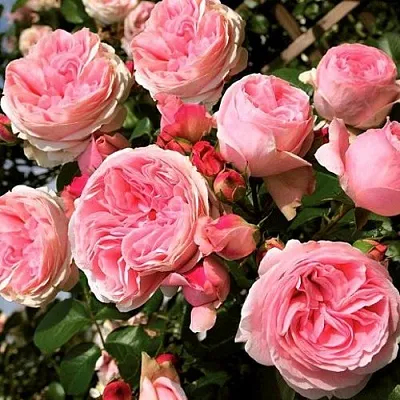 Саженцы роз ДЖАРДИНА плетистая  Саженцы роз ДЖАРДИНА плетистая в Владимире