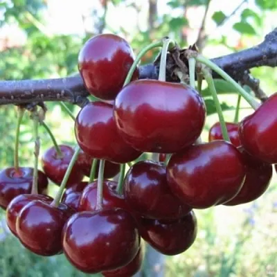 Вишня НОРД СТАР  Вишня НОРД СТАР в Владимире