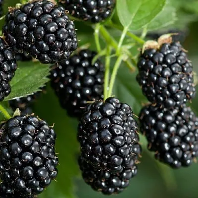 Ежевика ЧЕРНАЯ МАГИЯ ремонтантная  Ежевика ЧЕРНАЯ МАГИЯ ремонтантная в Владимире