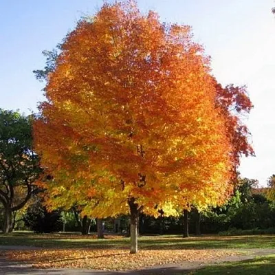 Клен серебристый  Клен серебристый в Владимире