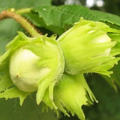 Фундук КАТАЛОНСКИЙ  Фундук КАТАЛОНСКИЙ в Владимире