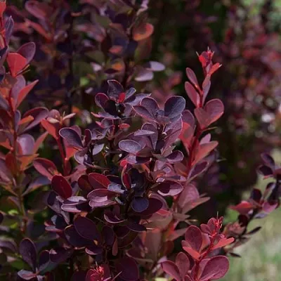 Барбарис ХЕЛМОНД ПИЛЛАР тунберга  Барбарис ХЕЛМОНД ПИЛЛАР тунберга в Владимире