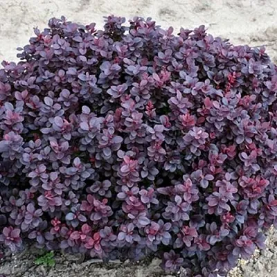 Барбарис КОНКОРД тунберга  Барбарис КОНКОРД тунберга в Владимире