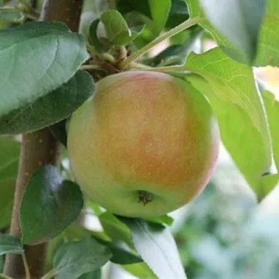 Яблоня ПОДСНЕЖНИК стелющаяся в Владимире