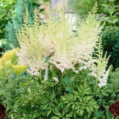 Астильба МИЛК ЭНД ХАНИ китайская  Астильба МИЛК ЭНД ХАНИ китайская в Владимире