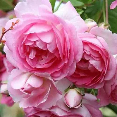 Саженцы роз ЖАСМИНА плетистая  Саженцы роз ЖАСМИНА плетистая в Владимире