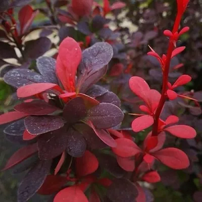 Барбарис РЕД ПИЛЛАР тунберга  Барбарис РЕД ПИЛЛАР тунберга в Владимире