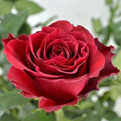 Саженцы роз РОДОС чайно-гибридная  Саженцы роз РОДОС чайно-гибридная в Владимире