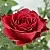Саженцы роз РОДОС чайно-гибридная в Владимире