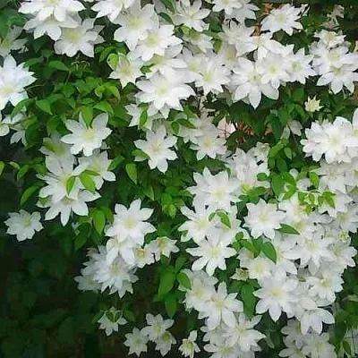 Клематис ТОКИ  Клематис ТОКИ в Владимире