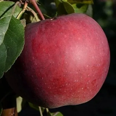 Яблоня БЕЛОРУССКОЕ СЛАДКОЕ  Яблоня БЕЛОРУССКОЕ СЛАДКОЕ в Владимире