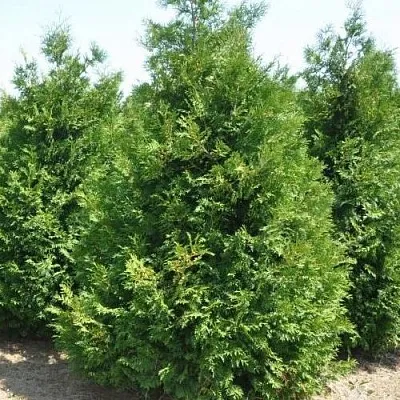 Туя ВАКСЕН западная  Туя ВАКСЕН западная в Владимире