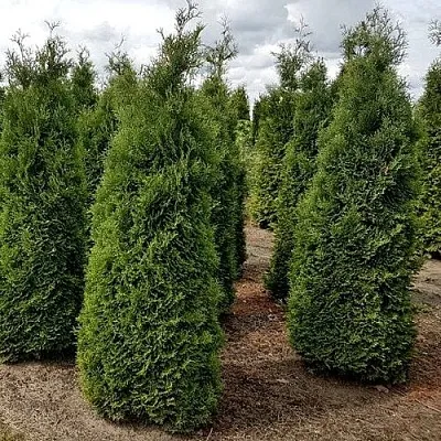 Туя ХОЛМСТРУП западная  Туя ХОЛМСТРУП западная в Владимире