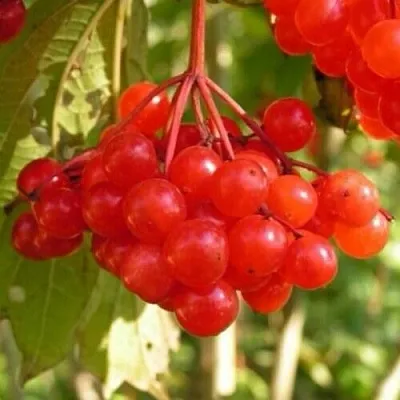 Калина ПАМЯТИ ВАЛЕНТИНЫ в Владимире