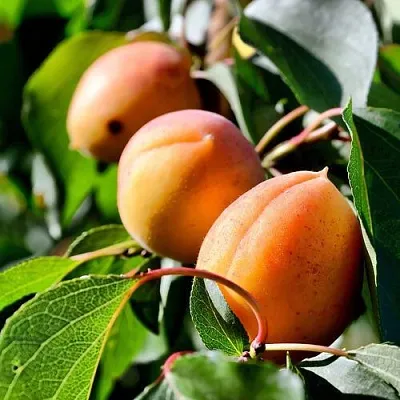 Абрикос БАЙ  Абрикос БАЙ в Владимире